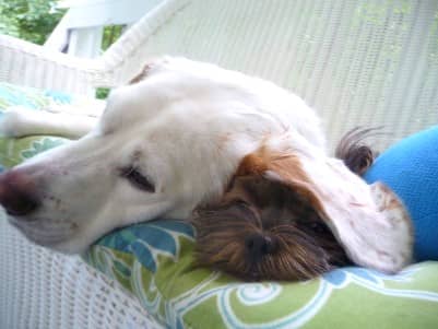 Beagle and Shorkie snuggling