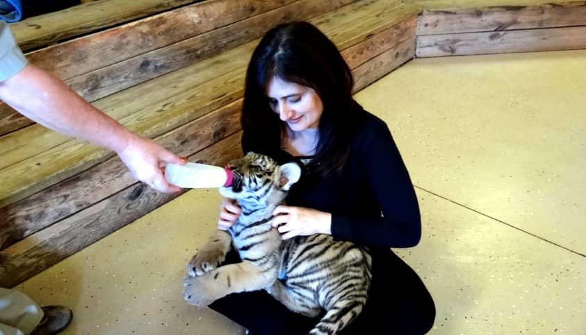 Kristen Allred feeding baby tiger