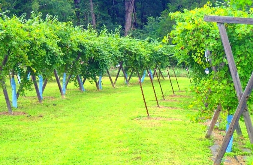 Three Sisters of Shiney Rock Winery and Vineyard Roxboro, NC