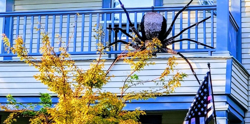 Giant Spider on Home raleigh nc