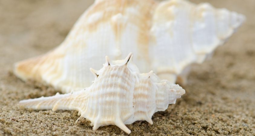 Murex Shells Holden Beach NC