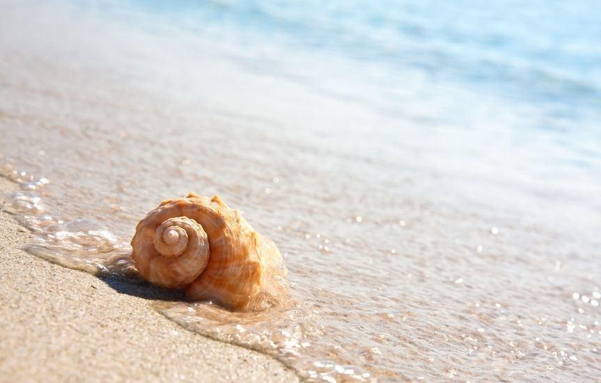 Best Shelling Beaches In NC