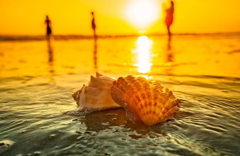19 Best Tips For Finding Seashells - The Trippy Life
