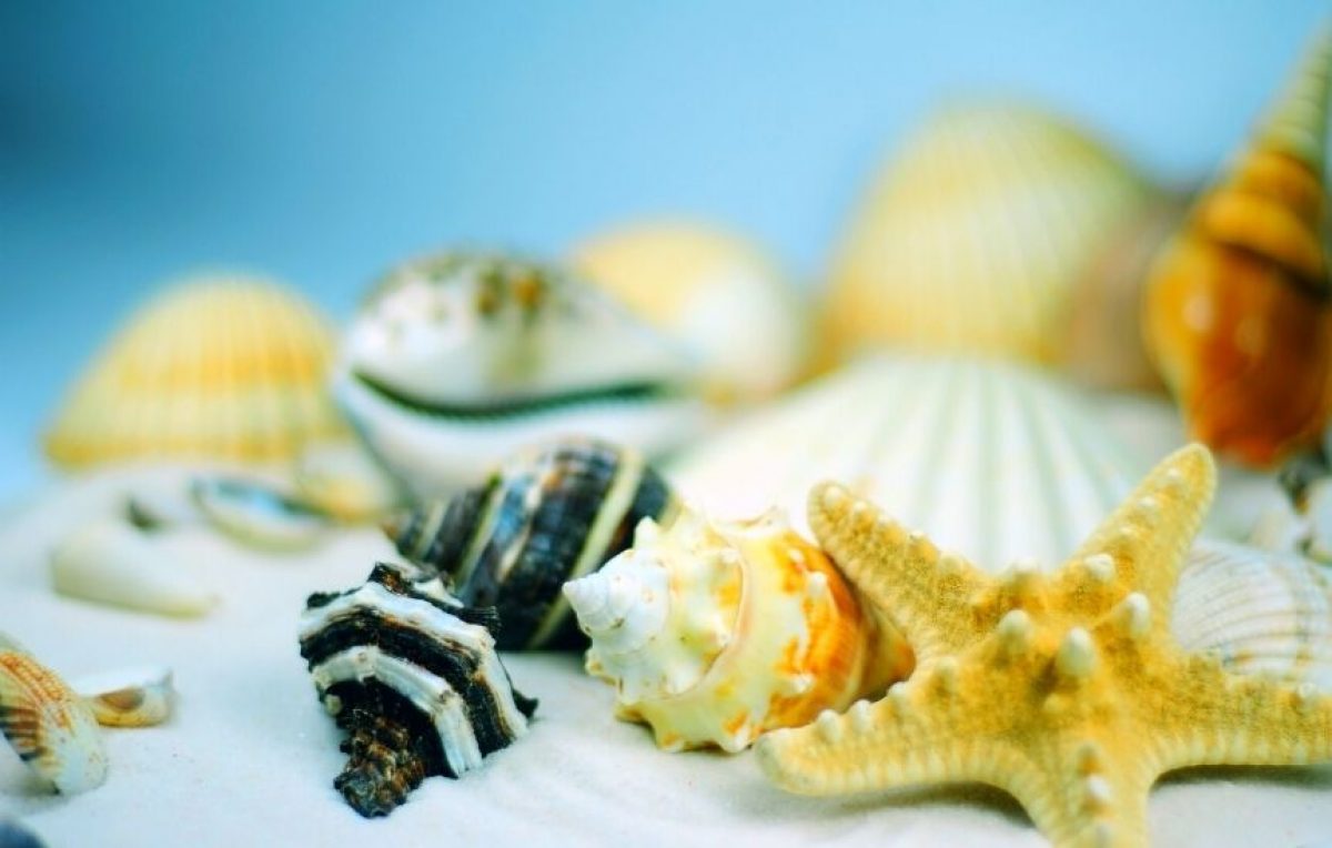 19 Best Tips For Finding Seashells - The Trippy Life