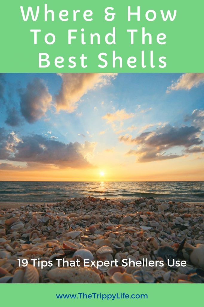 Best Time To Hunt Seashells Pinterest