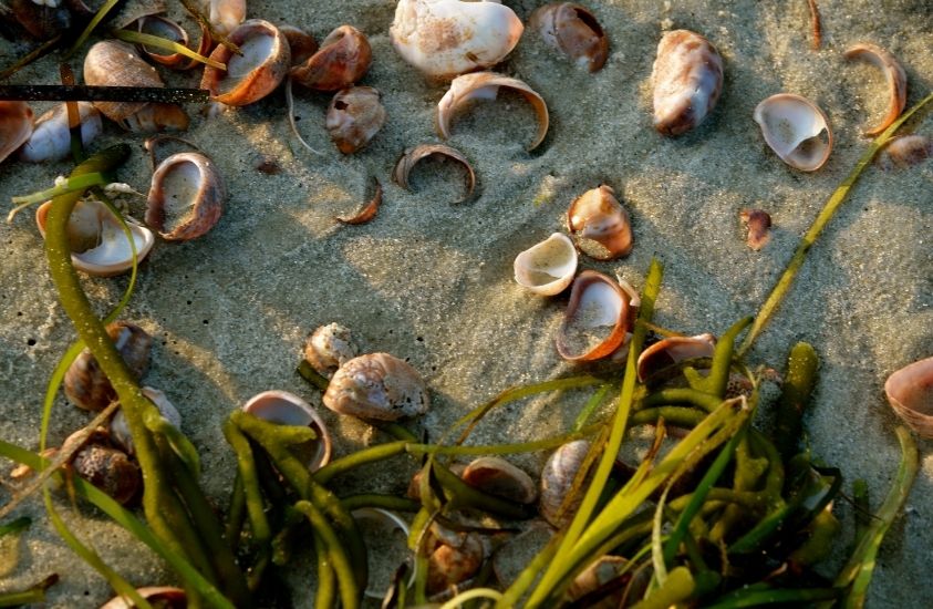Where to find the best seashells look in seaweed