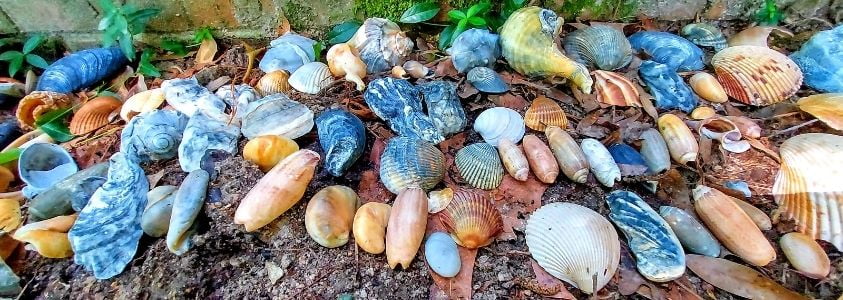 Different types of seashells found at Atlantic Beach