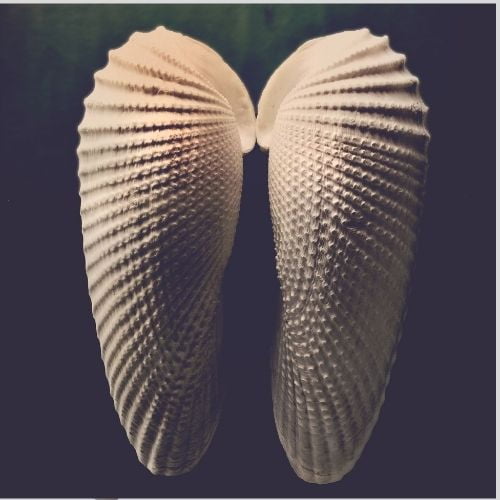 Angel Wings Seashells