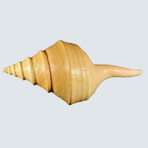 Australian Trumpet Shell - Largest Shell in the world