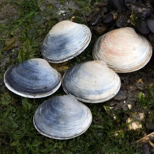 Butter Clams types of shells
