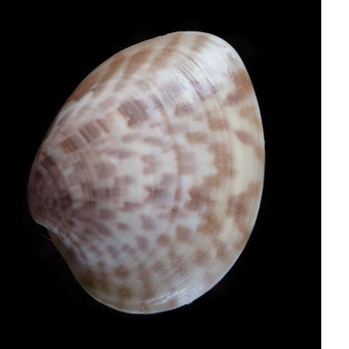 Calico Clam Shell Identification Guide