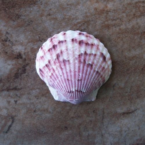 Calico Scallop Types of shells