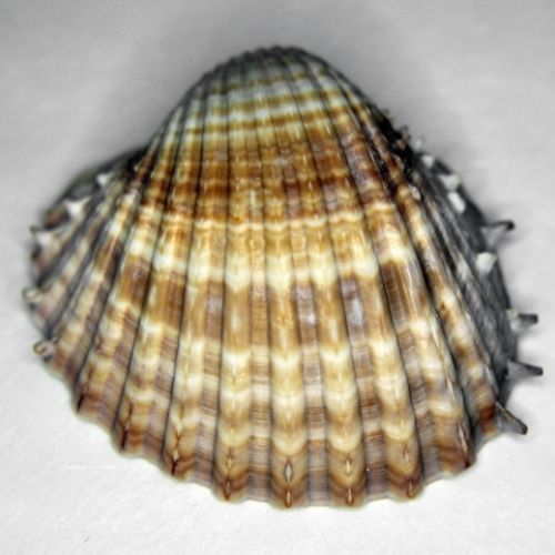 Cockle Shell Identification guide