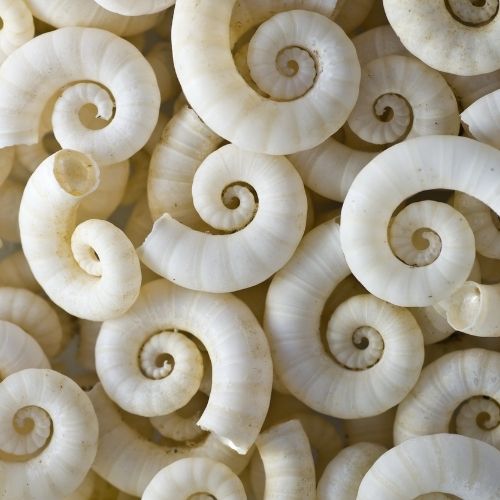 Common Spirula Seashell