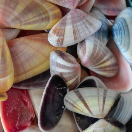 Coquina Clam Shells Identification