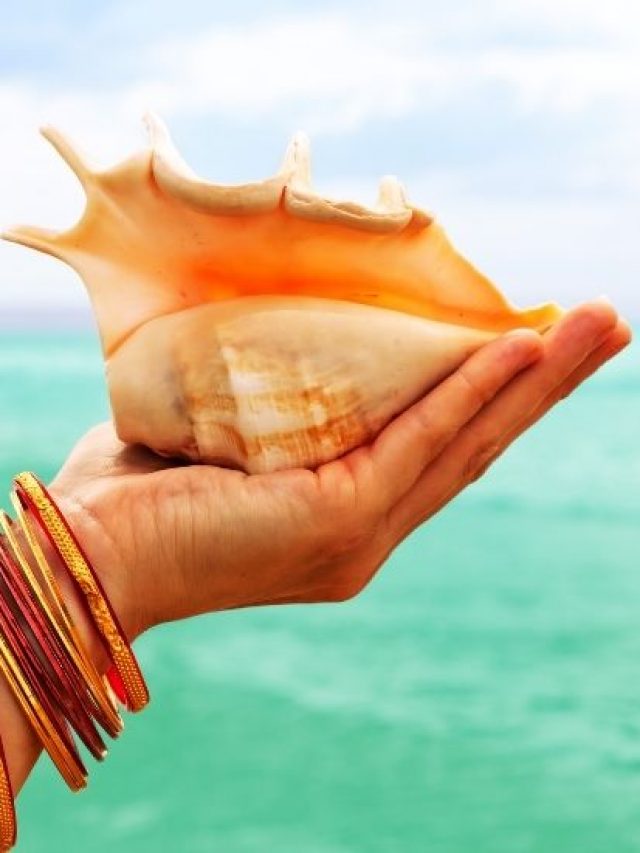 6  Beautiful & Rare Seashells