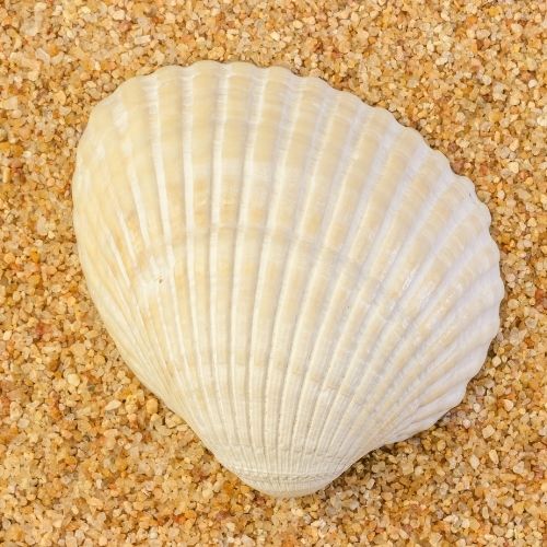 Cut Ribbed Ark Clam Shell Identification Chart