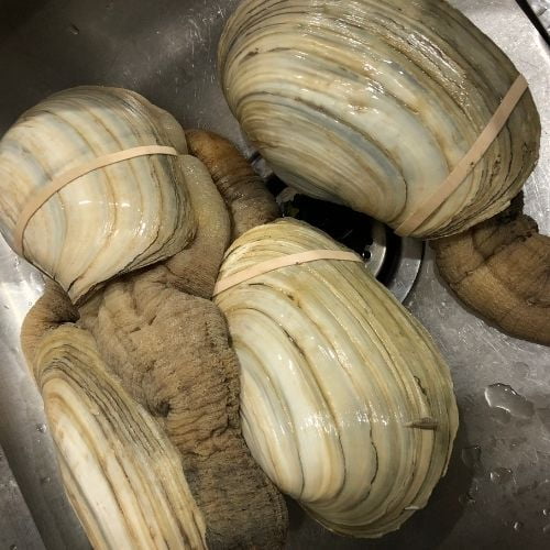 Geoduck Clam Beach Shell