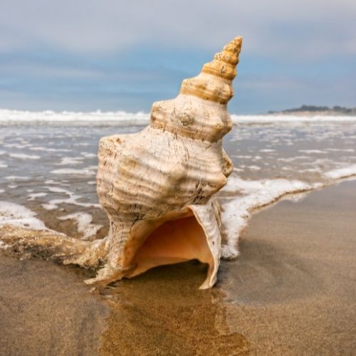 Horse Conch Seashell Pictures