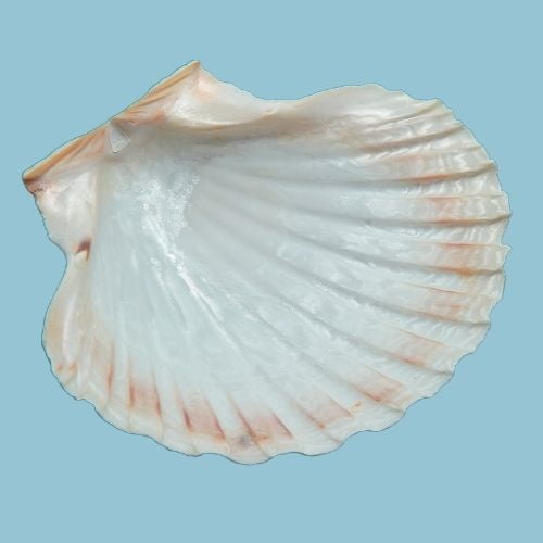 Irish Baking Scallop Shell