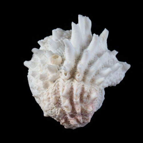 Jewel Box Shell