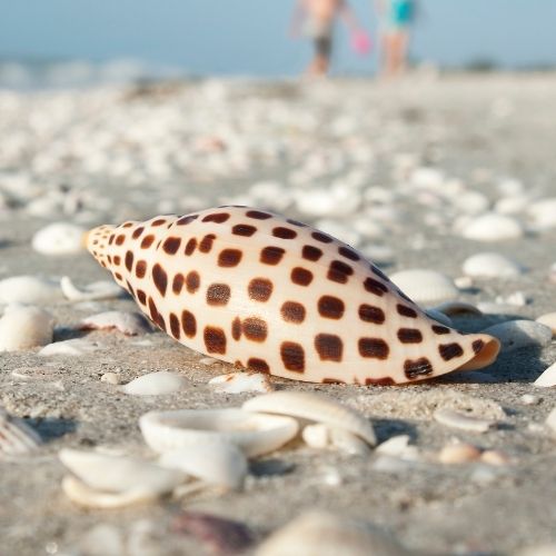 Junonia Types of shells