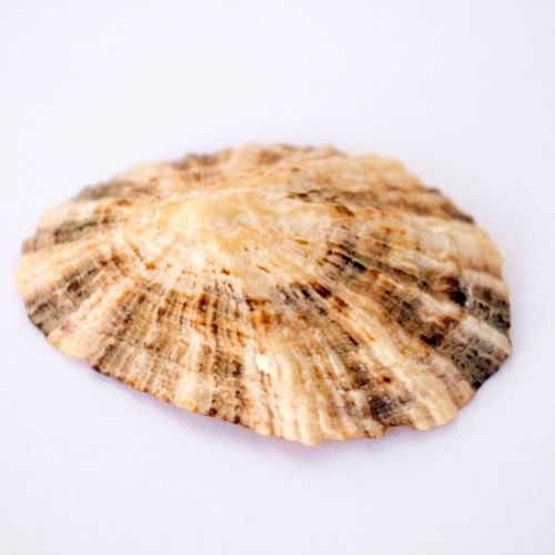 Keyhole Limpet Seashell - Different Types of Seashells