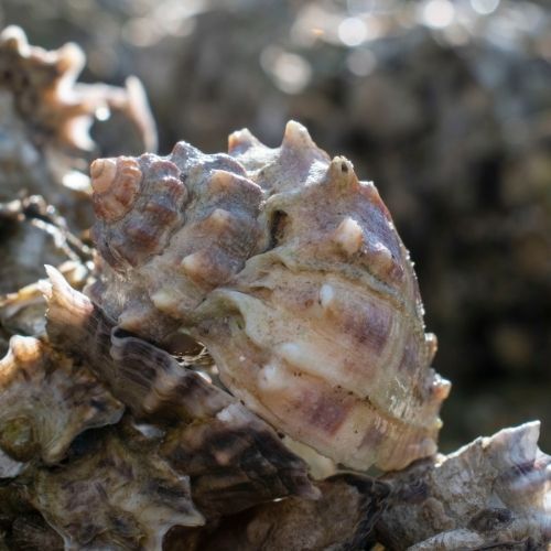 King's Crown Conch Shell Picture