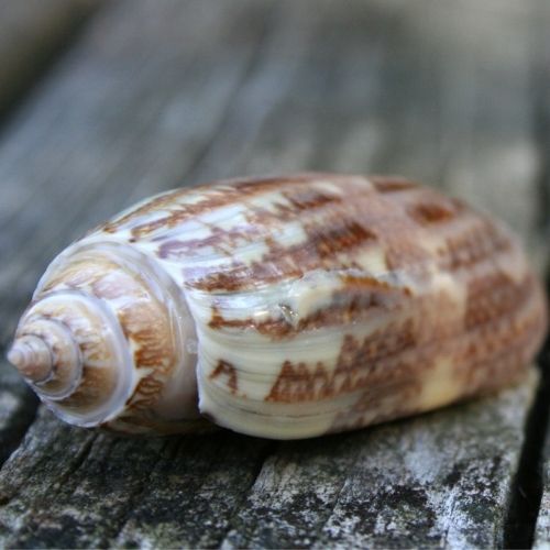 Lettered Olive Shell from different types of seashells