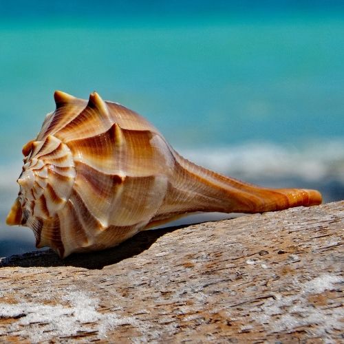 Lightning Whelk Shell Types of Seashells