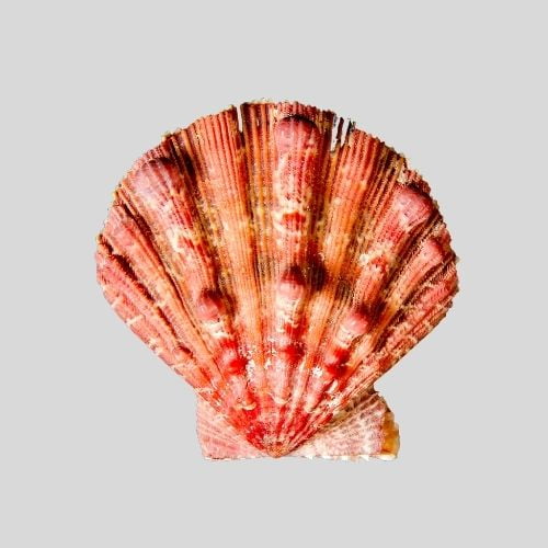 Lion's Paw Scallop Seashell