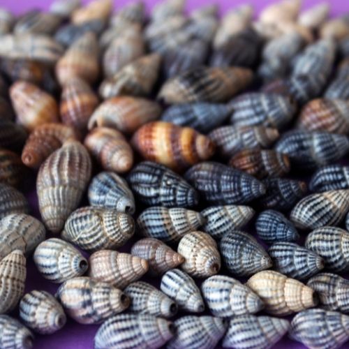 Nassa Seashells on the beach