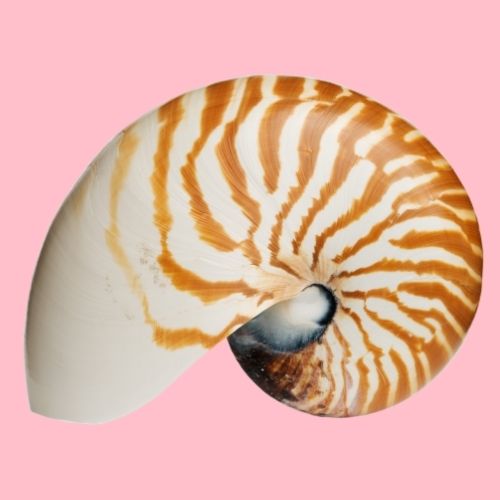 Nautilus Seashell