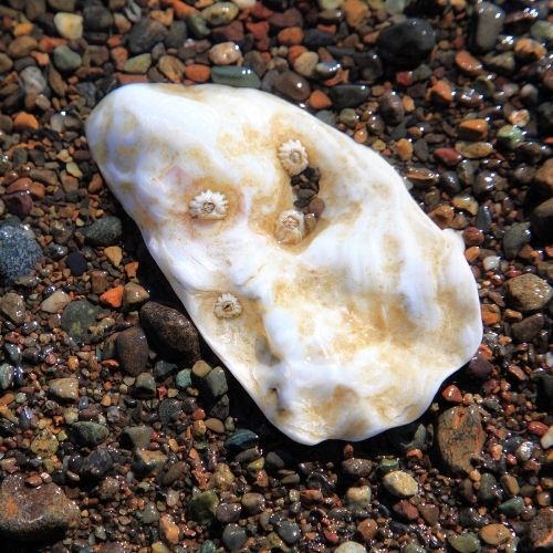 Oyster Shell Guide To Seashells