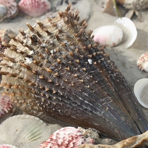 Pen Shell - identifying seashells