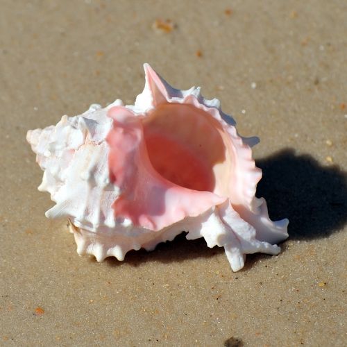 Pink Mouthed Murex Shell Guide