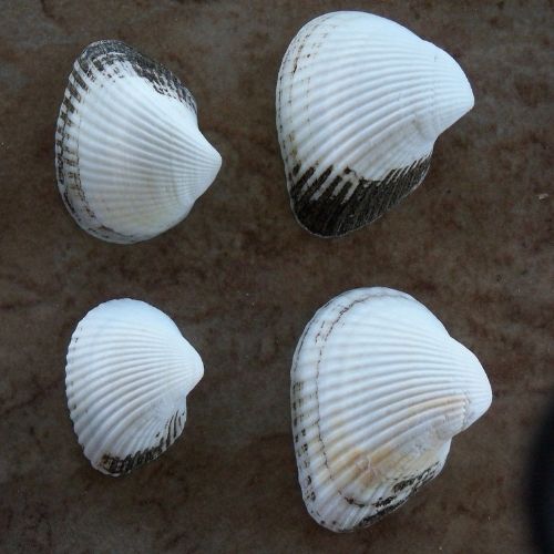 Ponderous Ark Clam Beach Shells