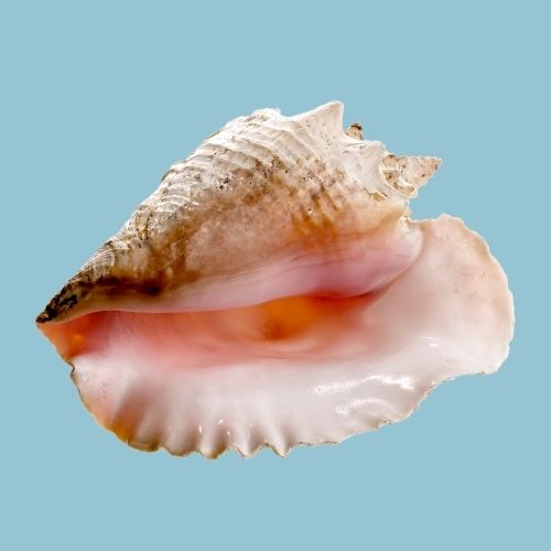 Queen Conch Shell Guide