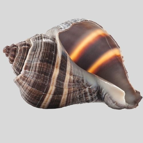 rock Snail Shell - types of seashells
