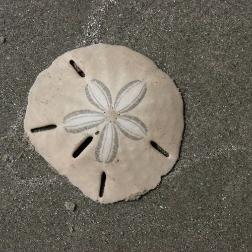 Sand Dollar Shell Hunting Guide