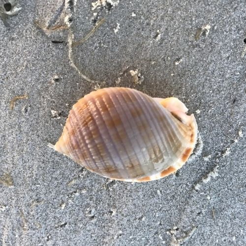 Scotch Bonnet Beach Shell