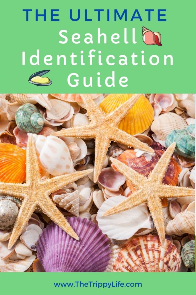 Identifiying Seashells guide pinterest pin