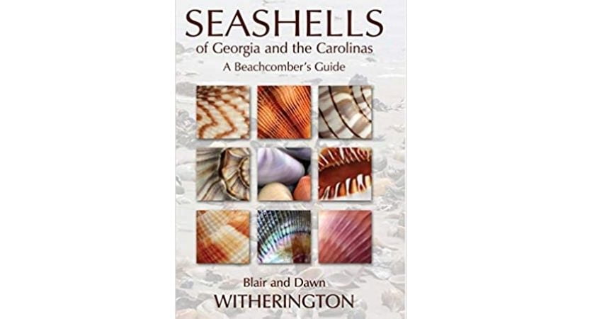 Seashells of Georgia and Carolinas