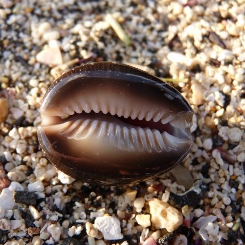 Snake Head Cowry Snail Shell