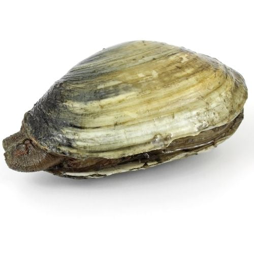 Softshell-Clam Identification Guide