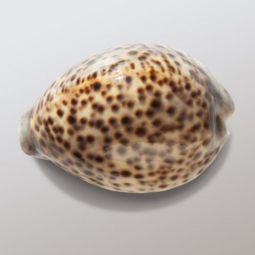 Tiger Cowry Seashell Guide