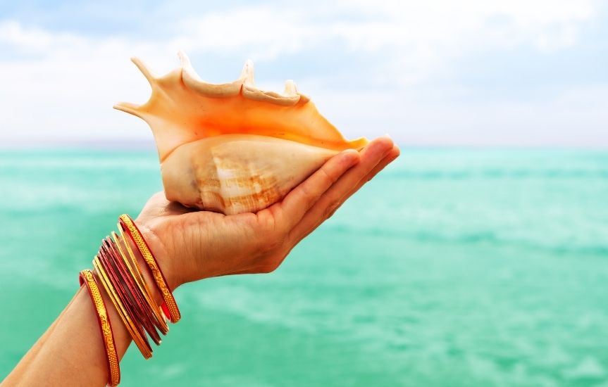 50 orange/yellow Periwinkle seashells