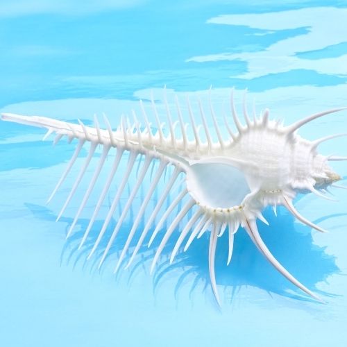 Venus Comb Murex a pretty seashell