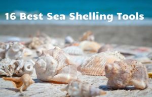 Best sea shelling tools for the beach