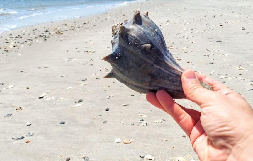 Shelling at Ocean Isle Beach in NC